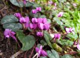 Cyclamen coum. Цветущее растение. Краснодарский край, г/о Сочи, Хостинский р-н, Тисо-самшитовая роща, уступ в скале. 10.03.2022.