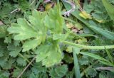 Ranunculus aleae
