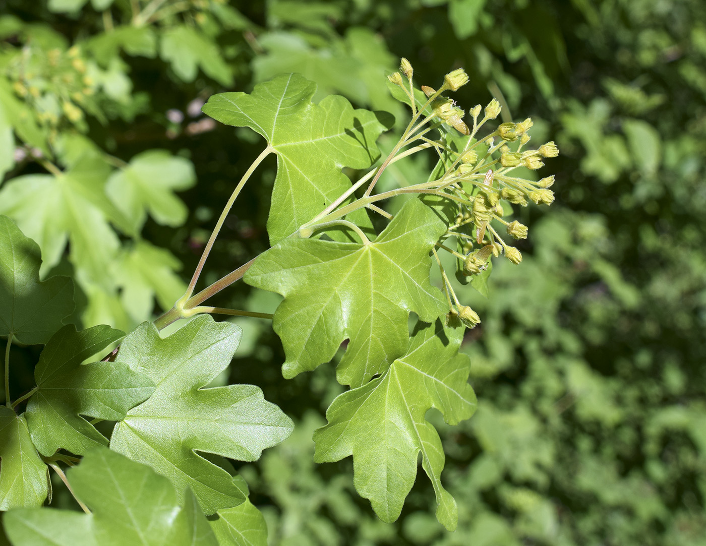 Image of Acer campestre specimen.