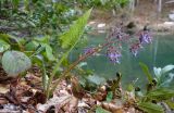 Trachystemon orientalis