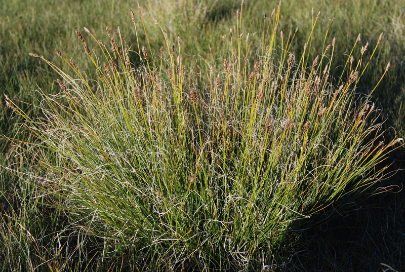 Image of genus Kobresia specimen.