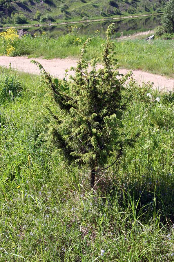 Изображение особи Juniperus communis.