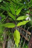 Wisteria sinensis
