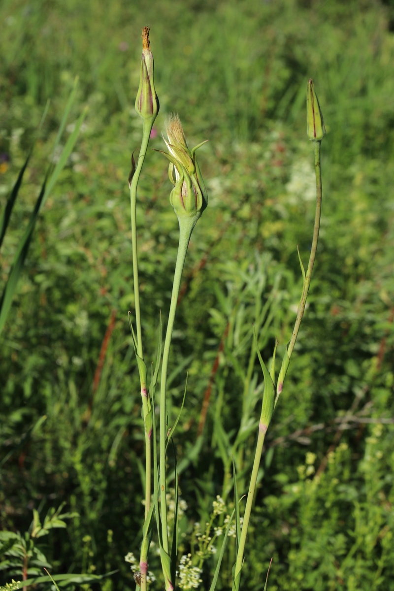Image of Tragopogon pratensis specimen.