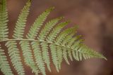род Pteridium