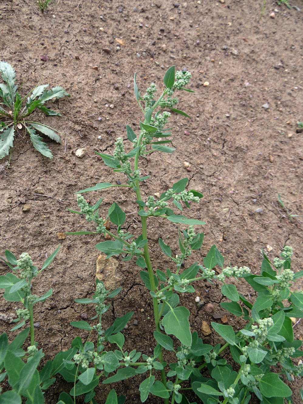 Image of Chenopodium karoi specimen.