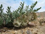 Zygophyllum pinnatum. Побеги плодоносящего растения. Казахстан, Мангистауская обл., Тупкараганский р-н, ур. Саура, песчано-щебнистый край борта разлома. 6 мая 2024 г.