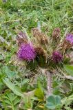 Cirsium esculentum
