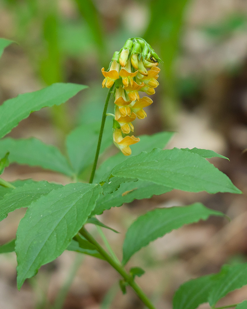 Image of Lathyrus aureus specimen.