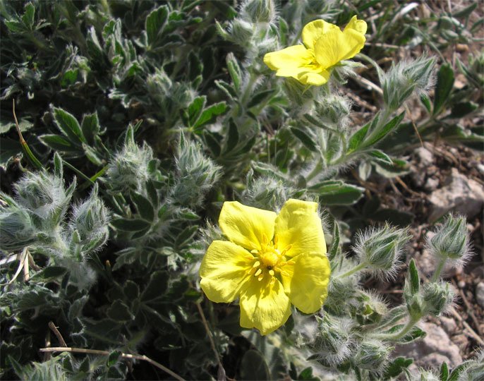 Image of Potentilla depressa specimen.