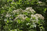 Sorbus torminalis