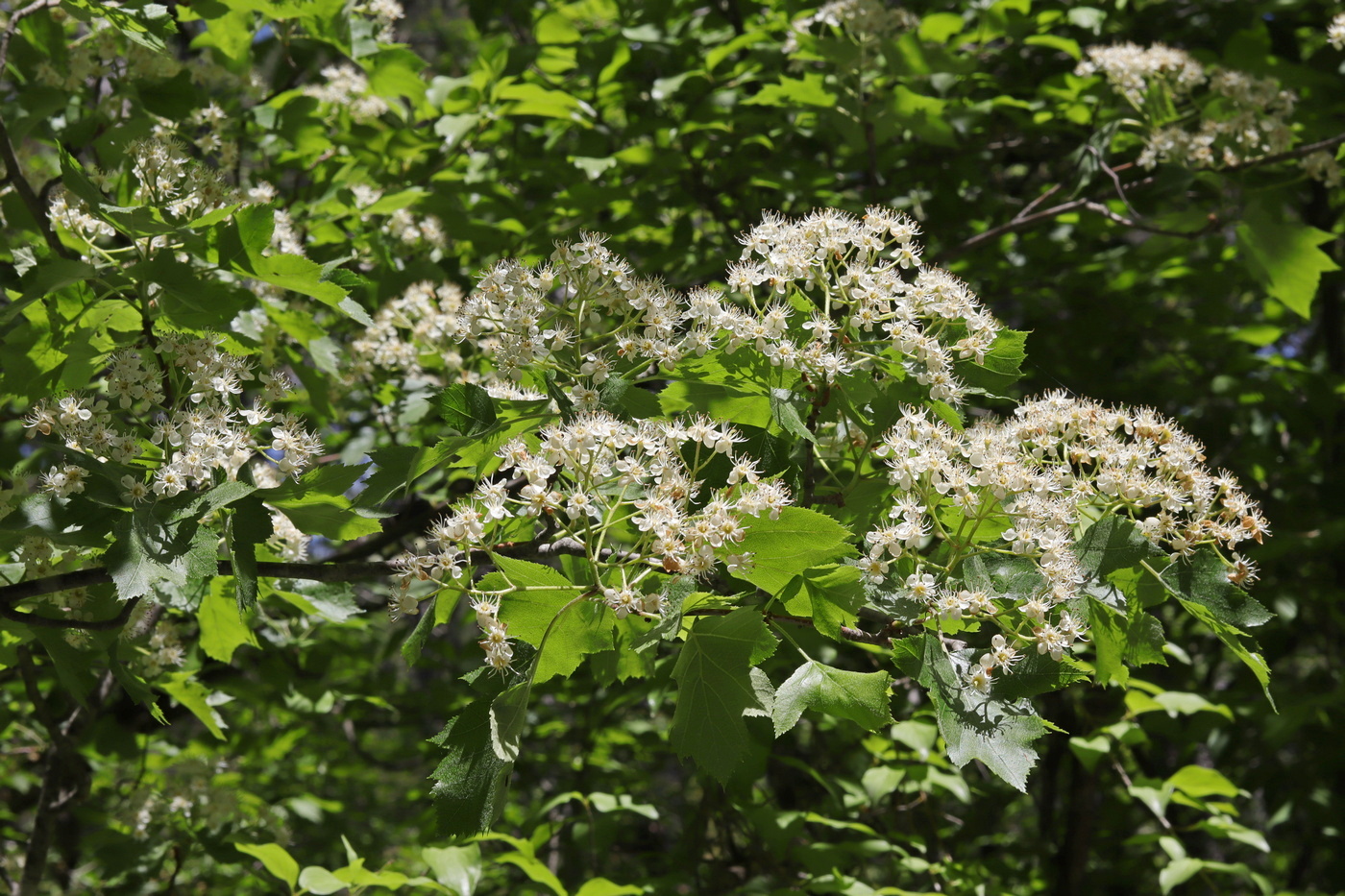 Image of Sorbus torminalis specimen.