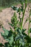 род Rumex. Зацветающие побеги. Московская обл., г. о. Серпухов, Ланьшинский карьер, песчаный берег. 25.05.2025.