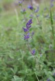 Photo genus Nepeta
