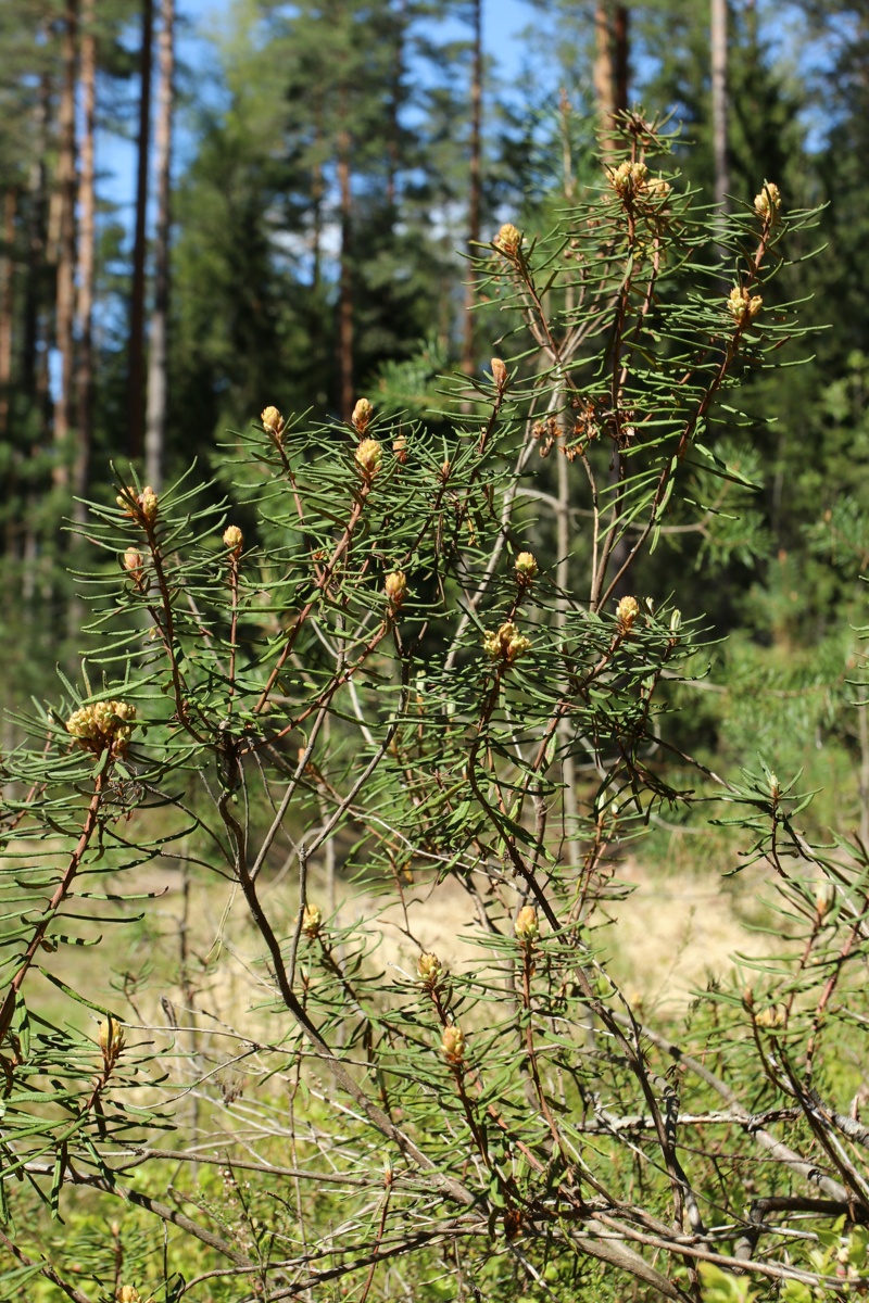 Image of Ledum palustre specimen.