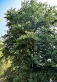 Ginkgo biloba. Крона взрослого дерева. Китай, пров. Аньхой, национальный парк \"Хуаншань\", опушка смешанного леса. 30.05.2025.