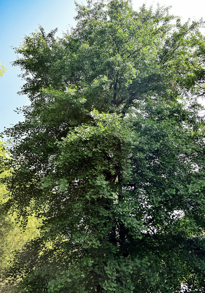 Image of Ginkgo biloba specimen.