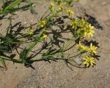 Senecio vernalis