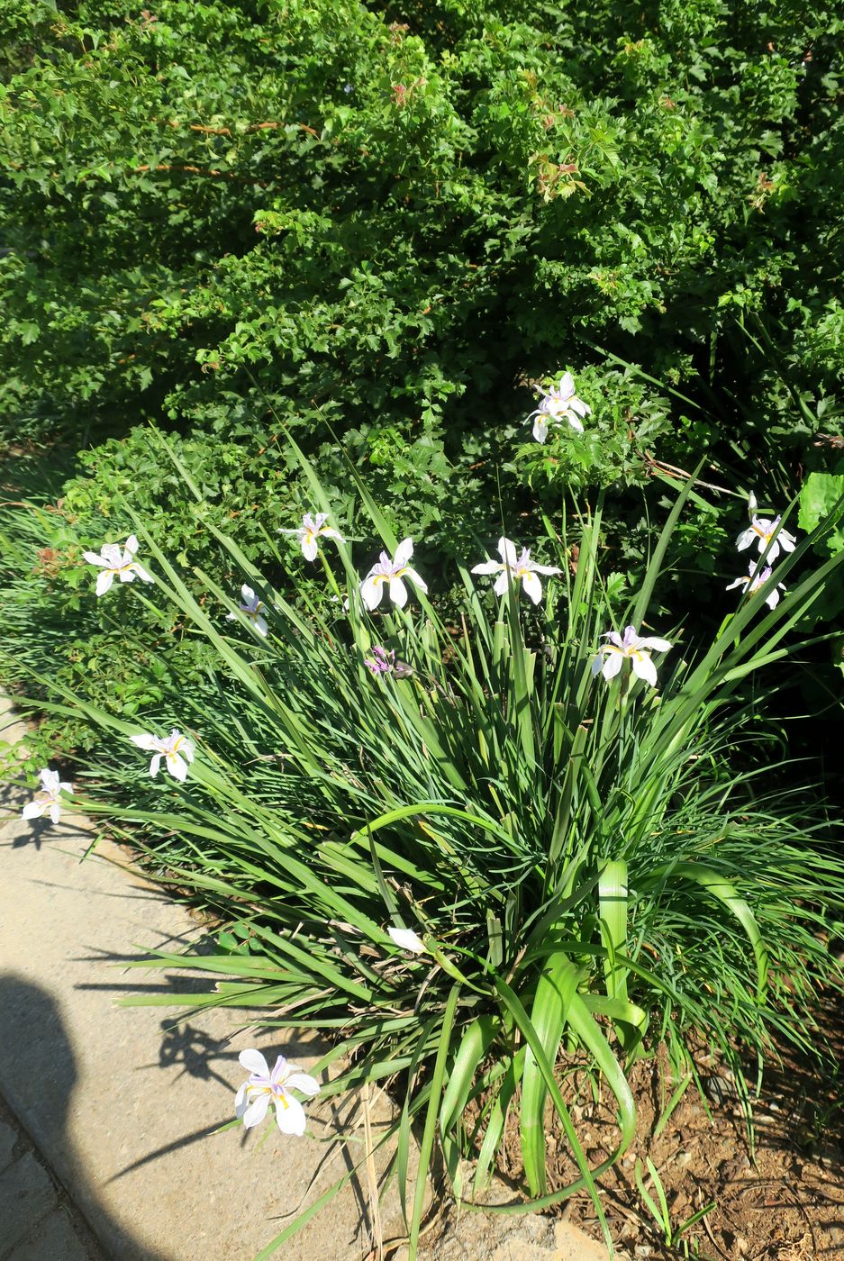 Image of Dietes grandiflora specimen.