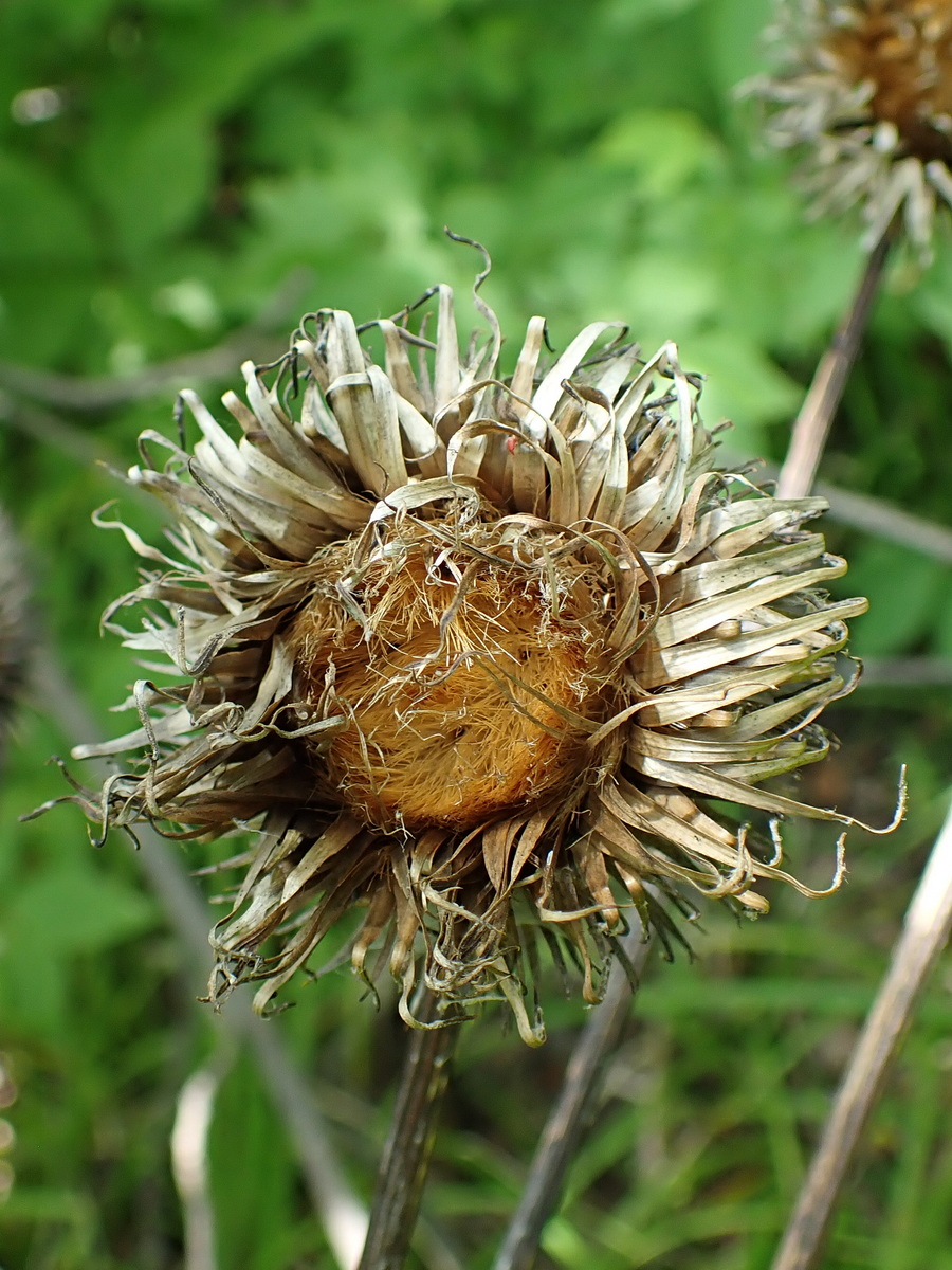 Image of Synurus deltoides specimen.