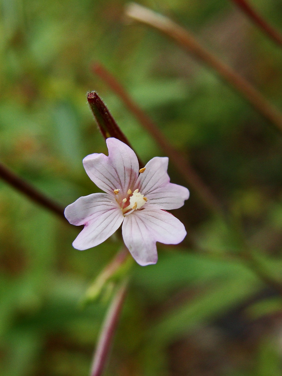 Image of Epilobium palustre specimen.