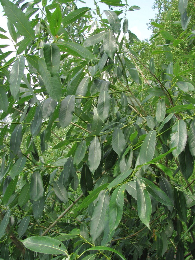 Image of Salix × schumanniana specimen.