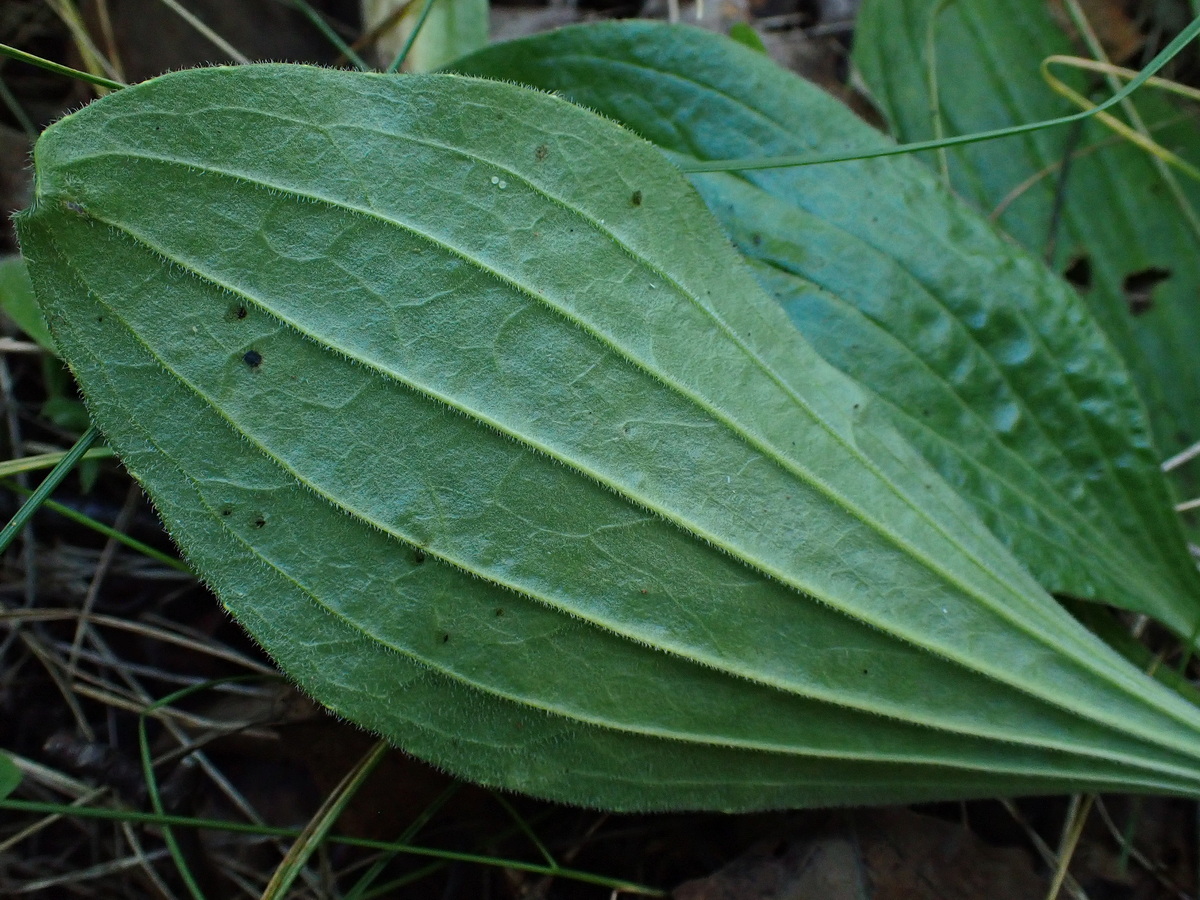 Изображение особи род Plantago.