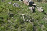Populus tremula. Мёртвое(?) растение. Турция, ил Битлис, кальдера Немрут, сырт Ташбурун. 22 мая 2025 г.