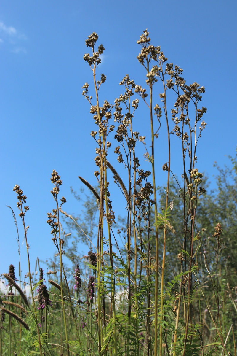 Image of Polemonium caeruleum specimen.