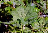 Alchemilla xanthochlora. Лист с каплями росы. Московская обл., Раменский р-н, окр. дер. Хрипань, садовый участок. 03.07.2025.