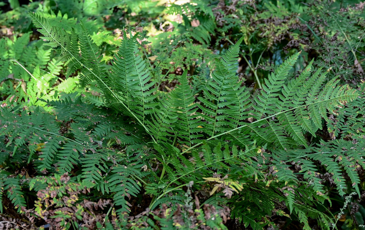 Изображение особи Pteridium pinetorum.
