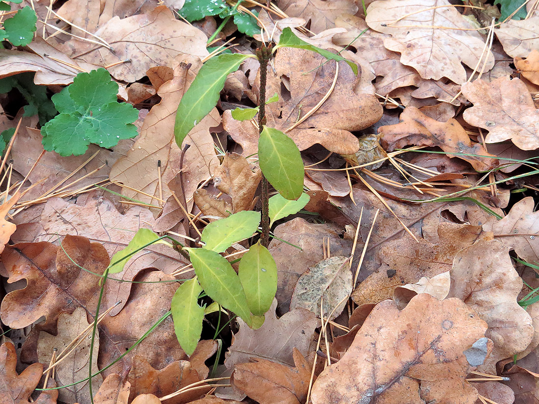 Изображение особи Euonymus verrucosus.