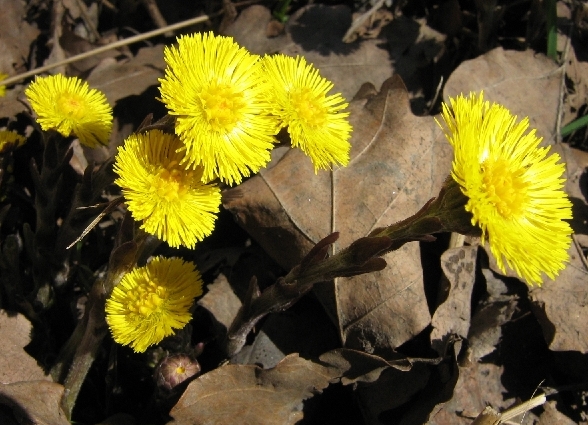 Image of Tussilago farfara specimen.