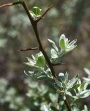 genus Elaeagnus. Часть веточки. Турция, ил Ван, дер. Албайрак, выс. ок. 2000 м н.у.м., опушка рощи. 23 мая 2025 г.