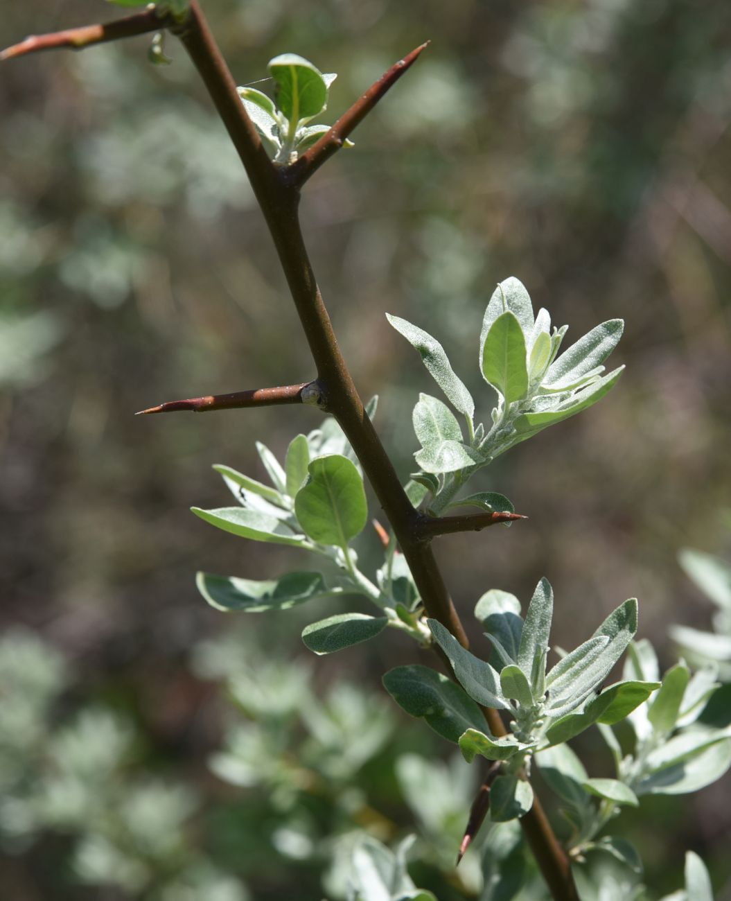 Image of genus Elaeagnus specimen.