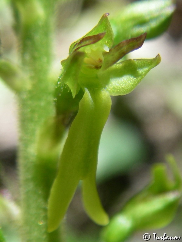 Image of Listera ovata specimen.