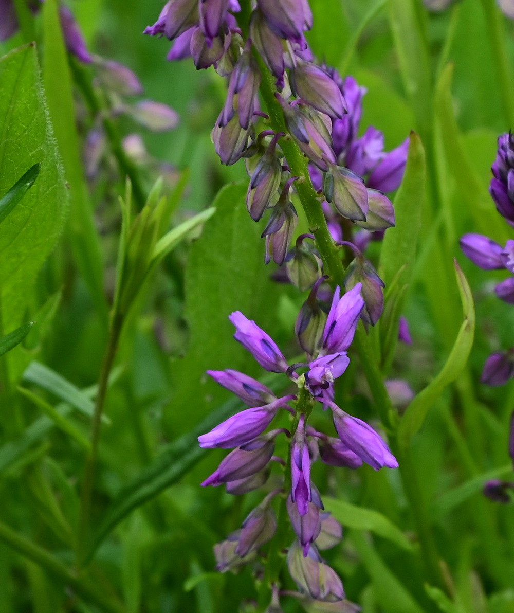 Image of Polygala comosa specimen.