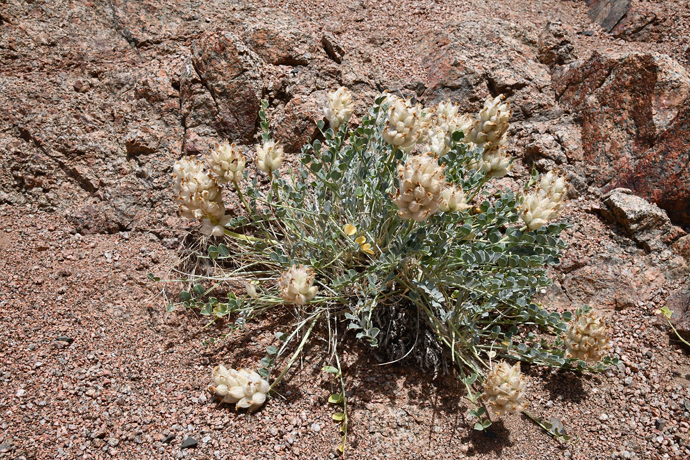 Image of Astragalus ellipsoideus specimen.