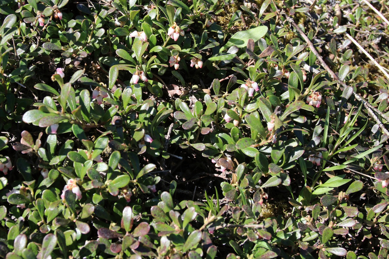 Изображение особи Arctostaphylos uva-ursi.