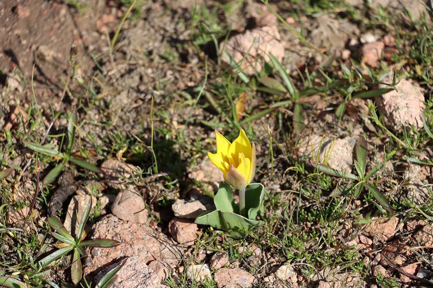 Изображение особи Tulipa dasystemon.