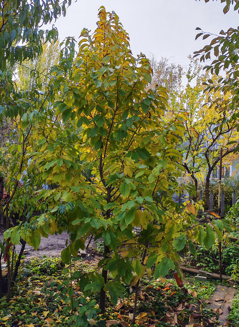 Изображение особи Asimina triloba.