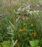 genus Anchusa. Верхушка цветущего растения. Калининградская обл., г. Светлогорск, окашиваемый луг. 27.07.2025.