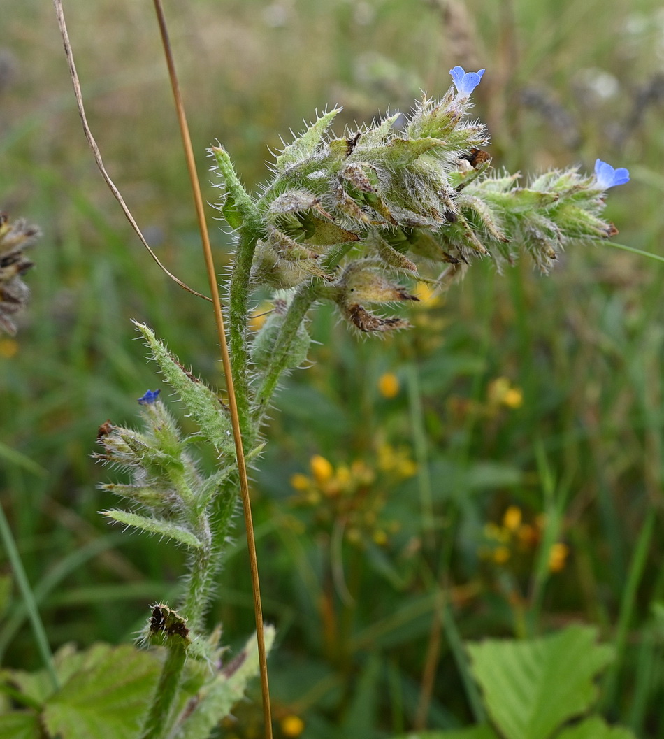 Изображение особи род Anchusa.