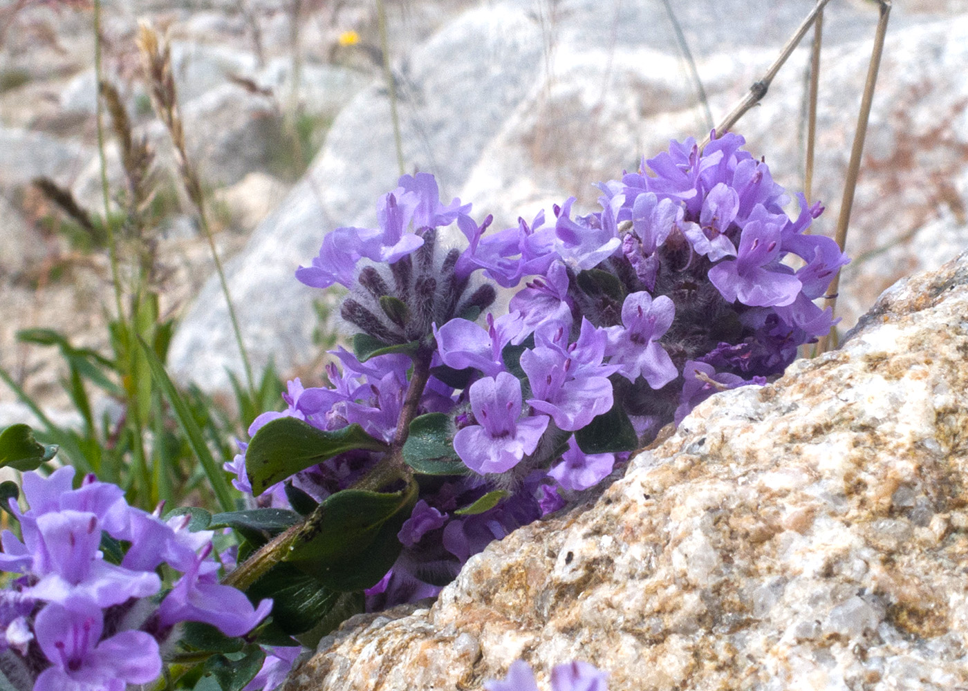 Image of Ziziphora puschkinii specimen.