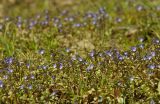 Veronica acinifolia