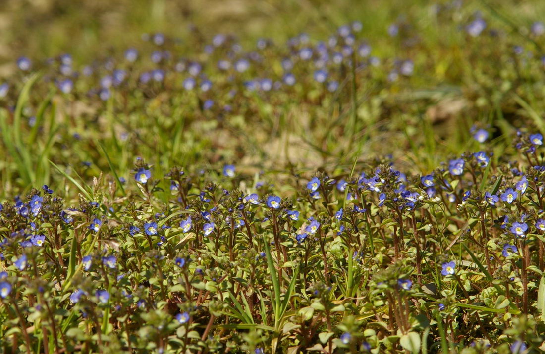 Изображение особи Veronica acinifolia.