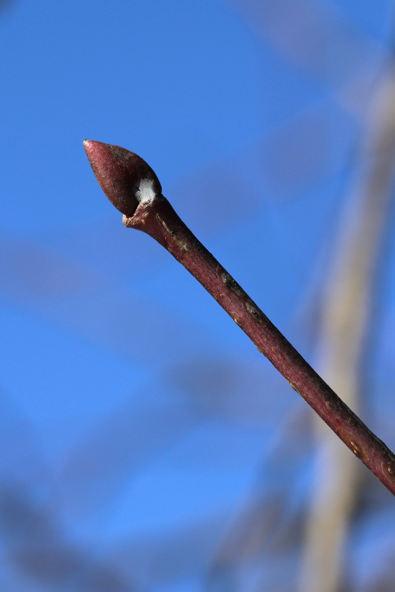 Изображение особи Tilia americana.