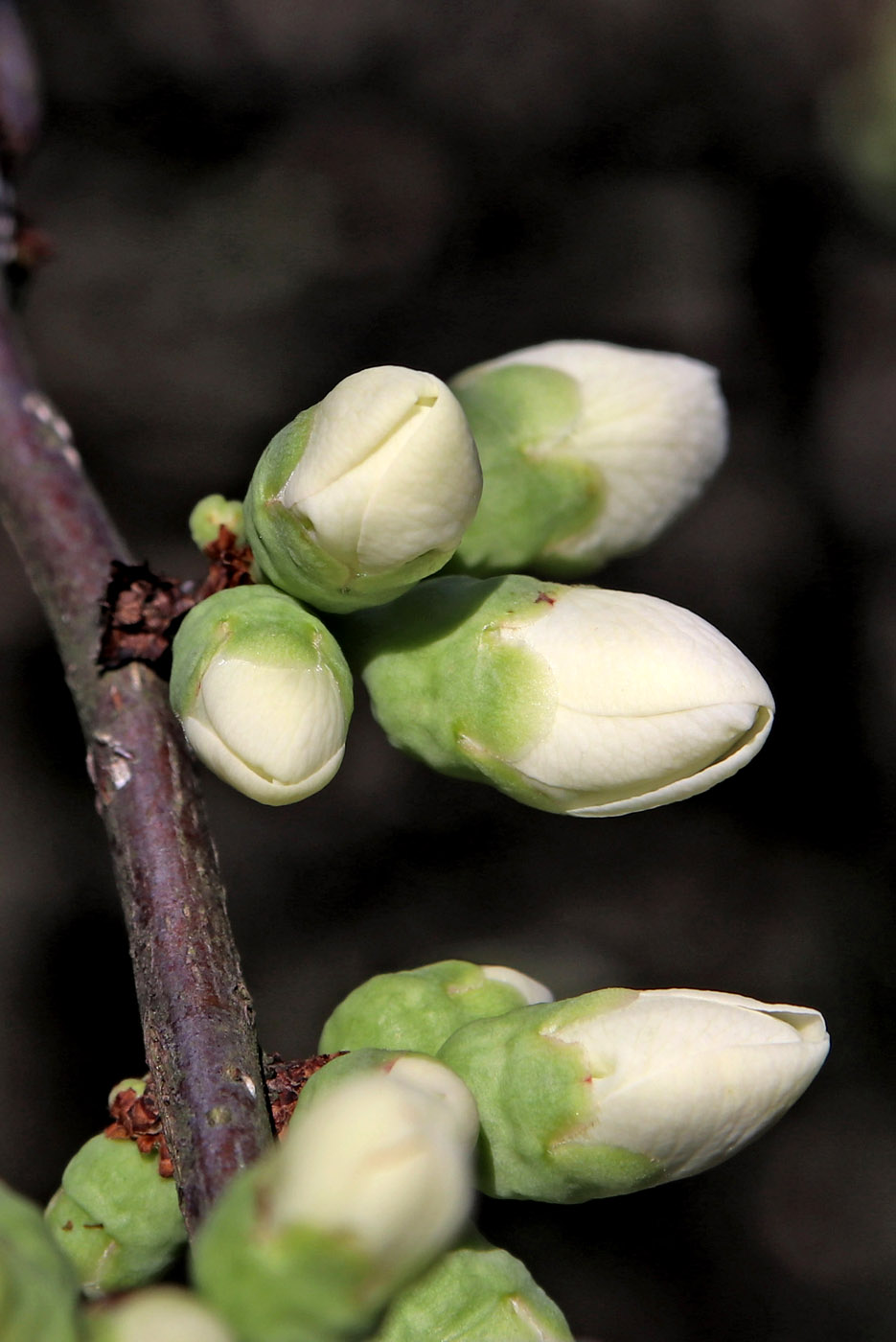 Изображение особи Chaenomeles × vilmoriniana.