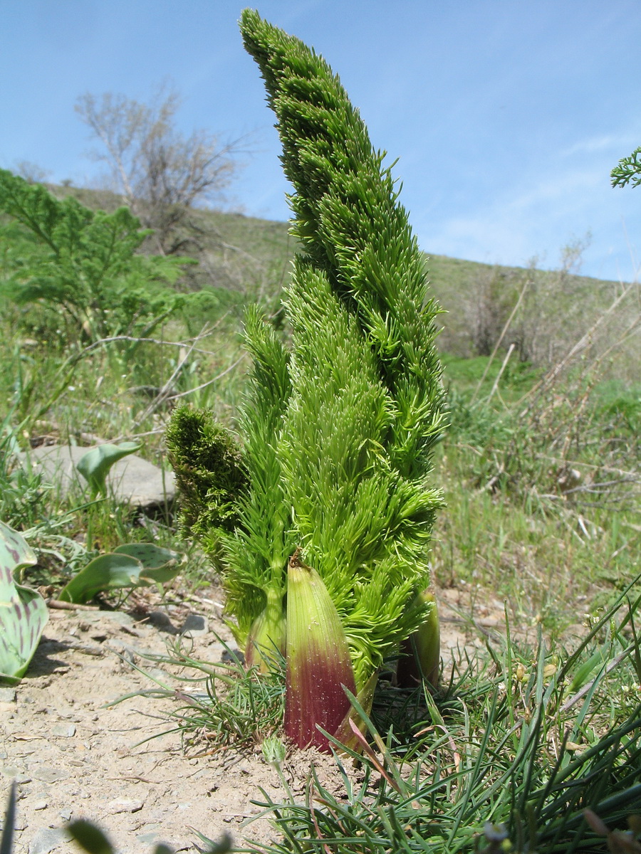 Изображение особи Prangos pabularia.