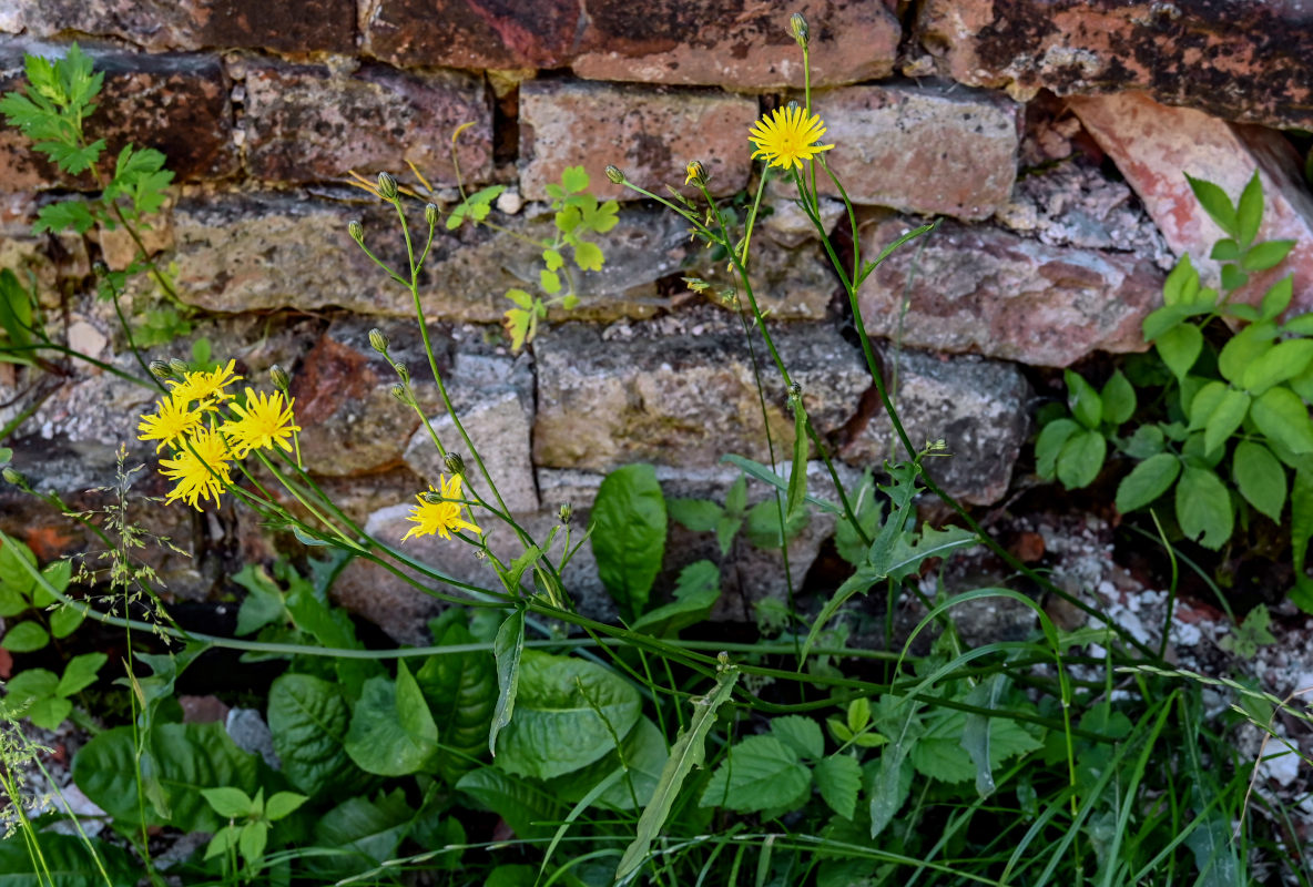 Изображение особи Crepis tectorum.